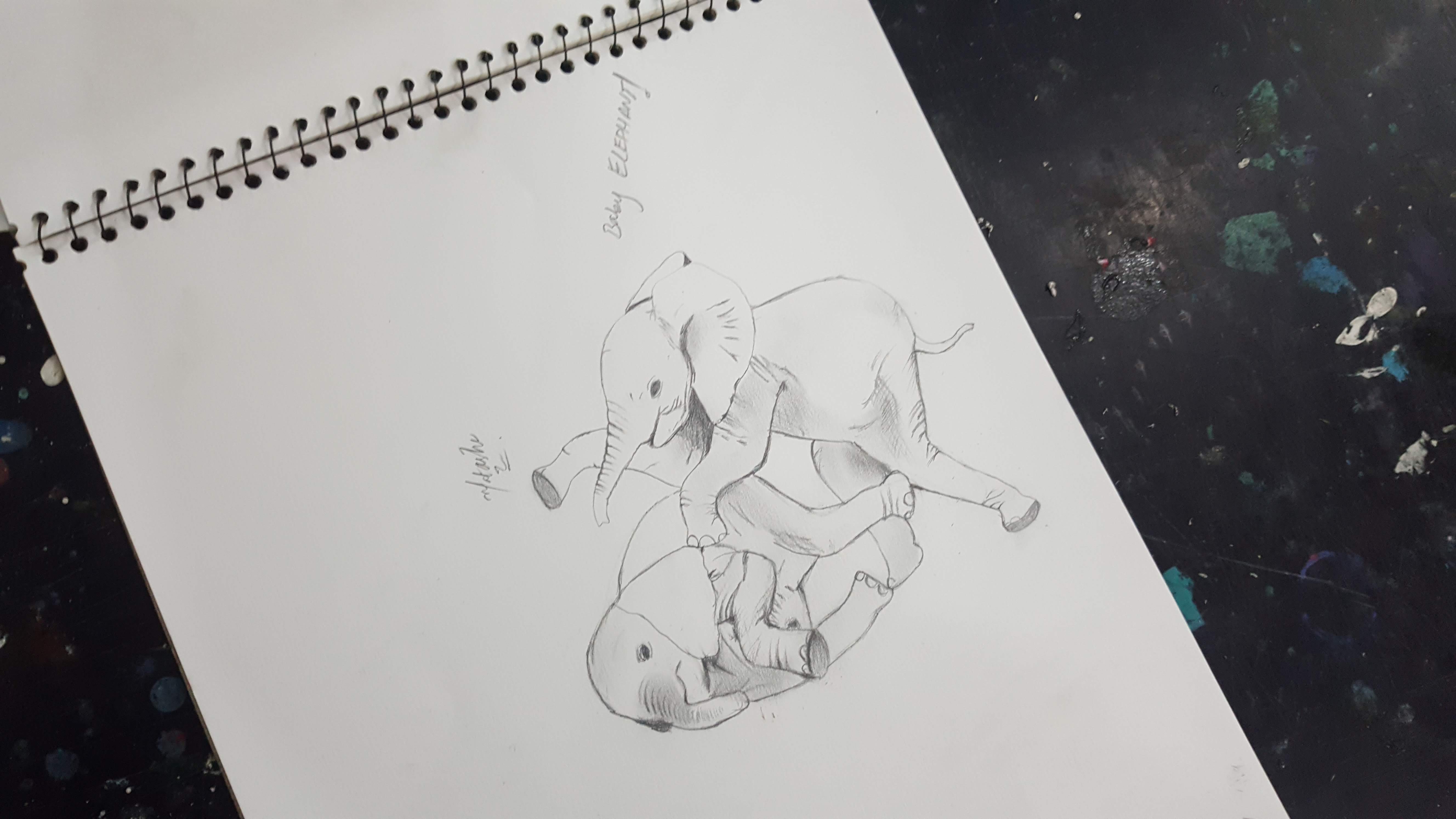 Baby Elephants - Pencil Study